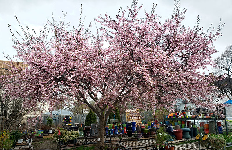 cherry tree blossoming at Urban Roots