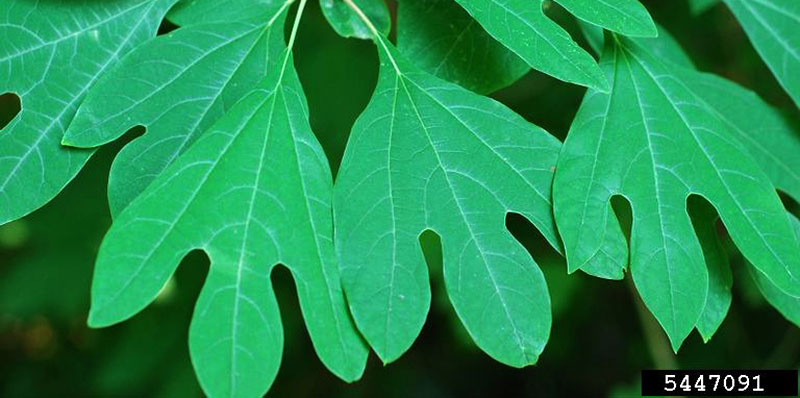 healthy sassafras leaves