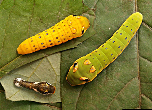 swallow tail caterpillars on spicebush leaves