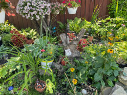 backyard garden in Tonawanda NY