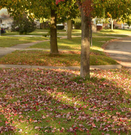 fallen leaves autumn in Amherst NY by Stofko