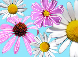 wildflowers by Stofko