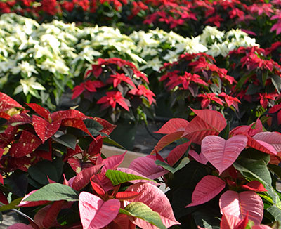 poinsettias at Mischler's in Williamsville