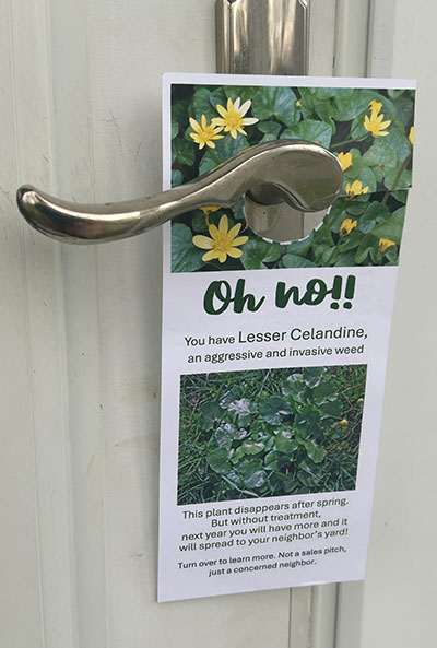 door hanger about lesser celandine in Town of Tonawanda