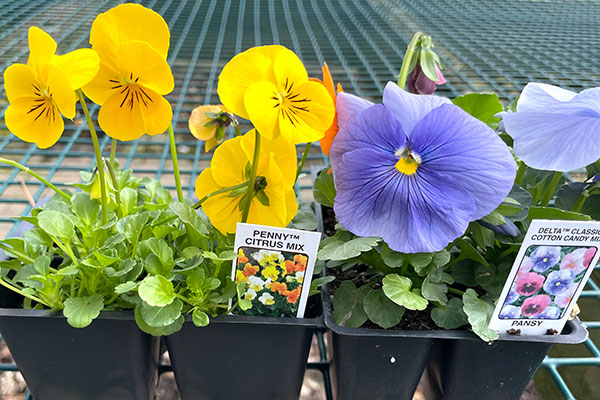 violas and pansies at Mischler's in Williamsville NY