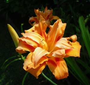 Lancaster double tiger lily