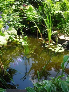 pond on Buzz Around Hamburg Garden Walk