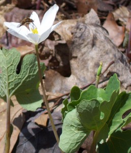 bloodroot sale to benefit WNY Land Conservancy