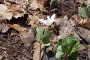 bloodroot sale to benefit WNY Land Conservancy