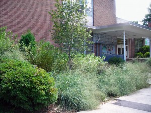 rain garden at Crane Library Buffalo