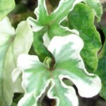 Hale Bob variegated curly ivy on display in Buffalo