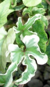 Hale Bob variegated curly ivy on display in Buffalo