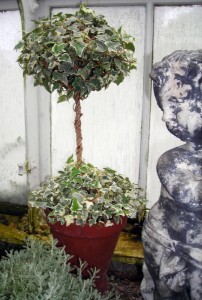 globe topiary by Western New York Ivy Society