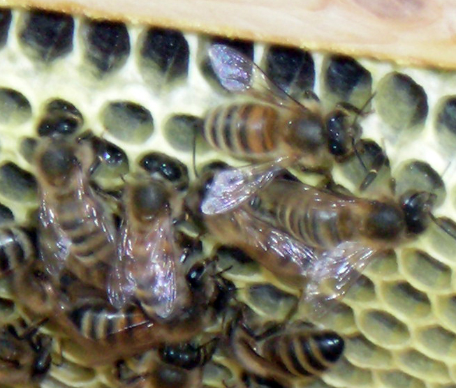 beekeeping in Buffalo