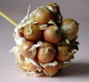 garlic bulblet in Western New York