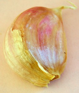 garlic clove grow garlic in Buffalo