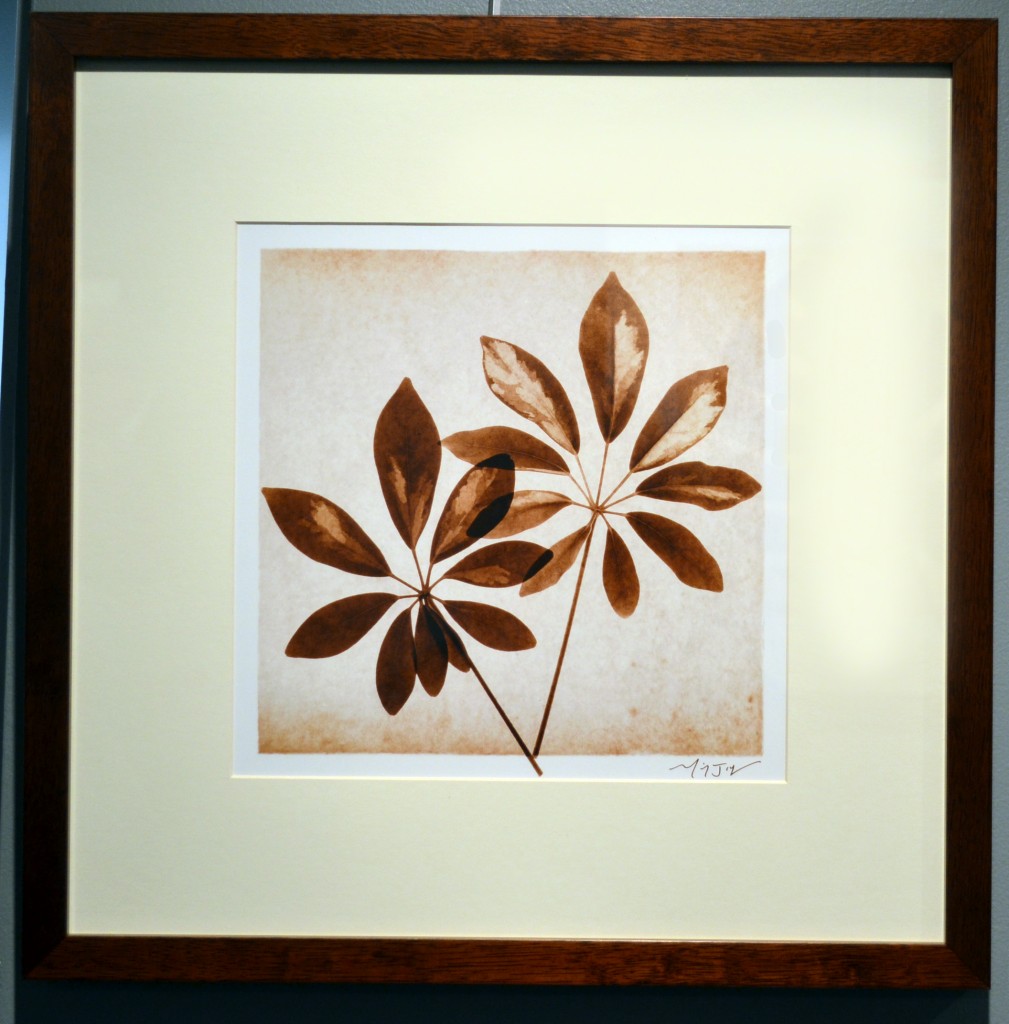 Schefflera Leaves by Michael Mandolfo