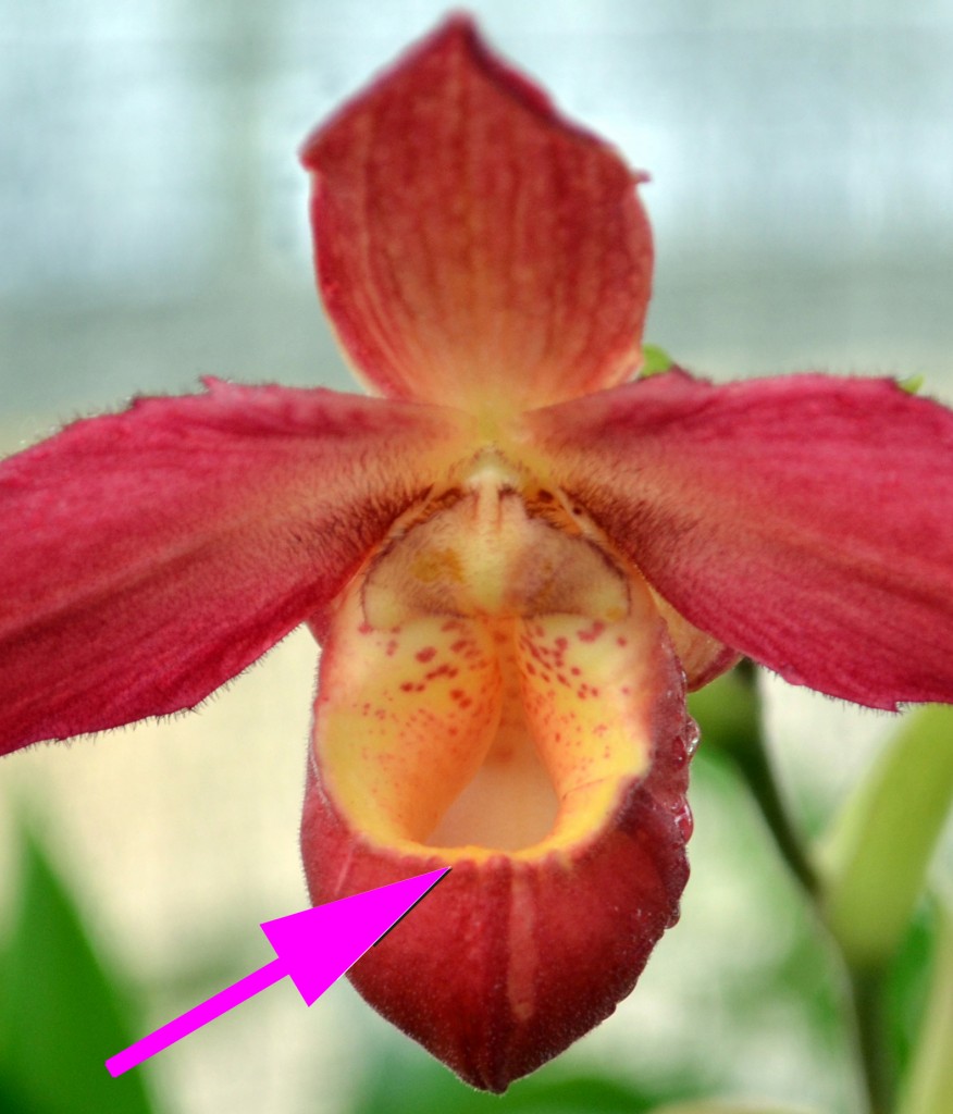 South American slipper orchid