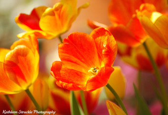 Spring Flower Show by Kathy Struckle