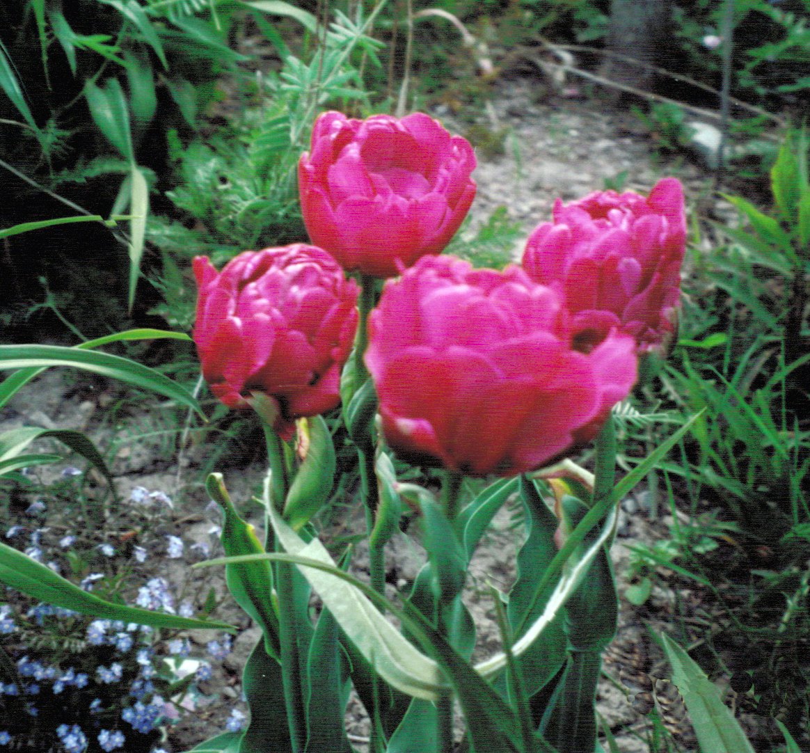 tulip in Buffalo garden