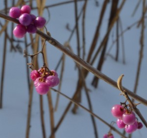 beauty berries in Buffalo garden