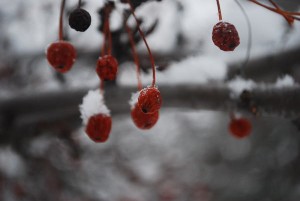 photo of berries by Don Martin