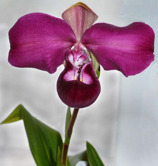 phrag kovachii orchid in Elma NY
