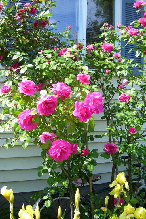 rose in bloom in Lancaster NY