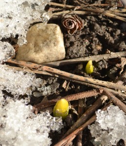 spring buds and rock in snow in Buffalo