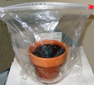 mini-greenhouse for African violet in Buffalo NY