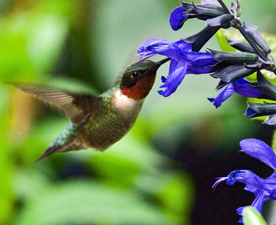 hummingbird at Salvia