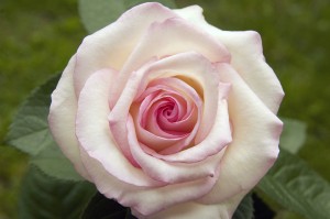 QueenMoonstone rose in Western New York