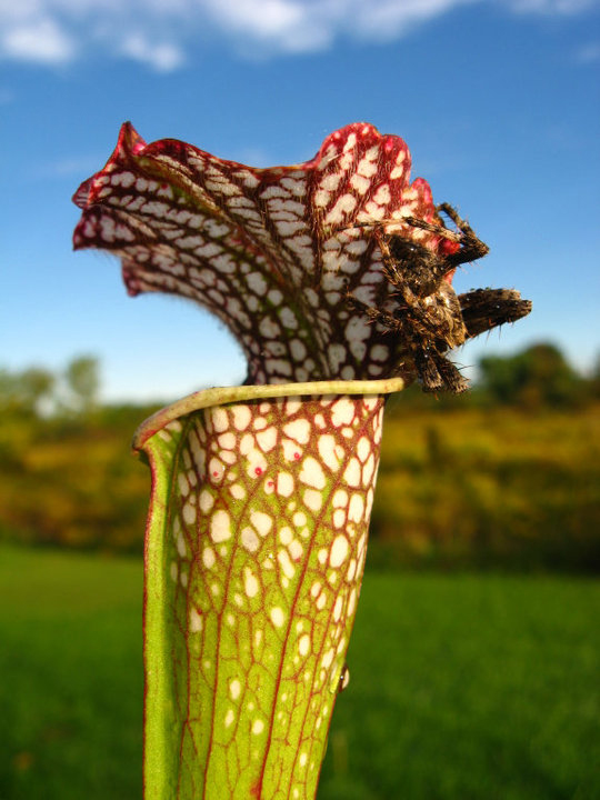 pitcher plant from Kenny Coogan