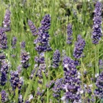 lavender in Buffalo NY area