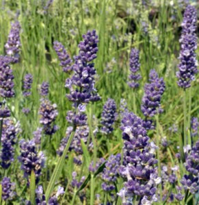 lavender in Buffalo NY area