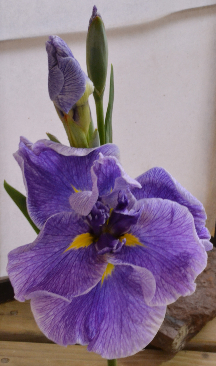 Multiple buds on one stalk, trend in Japanese iris