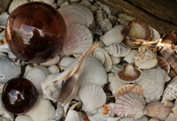 shells at condo in Amherst NY