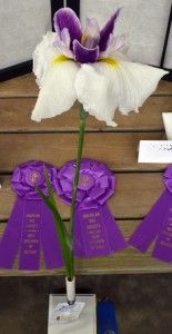Japanese iris 'Classical Charm'