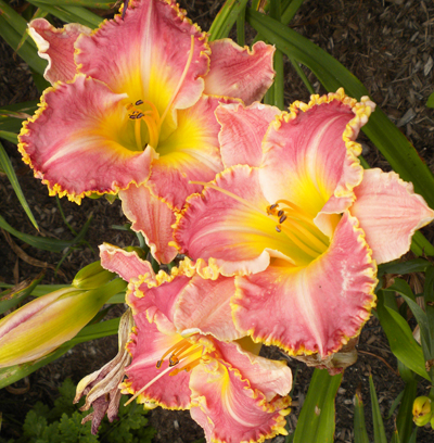 'Peppermint Frosting' daylily. Photo from Judy Hoffman.