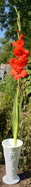 gladiolus in vase in Buffalo NY area