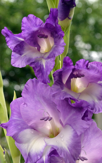 purple gladiolus in Buffalo NY area
