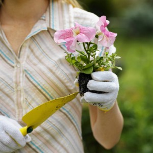 Master gardener program in Niagara County