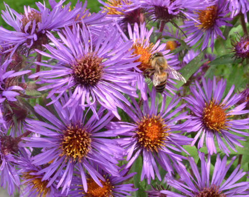asters in Amherst NY garden autumn