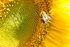 bee on sunflower in Amherst NY