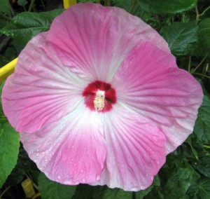 hibiscus in Amherst NY