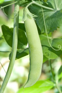 pea  plant