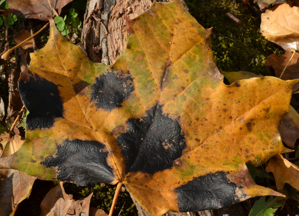 tar spot on leaves in Buffalo NY
