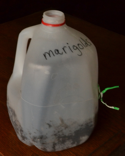 mini-greenhouse made from recycled plastic milk jug in Buffalo NY
