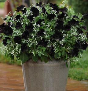 'Black Velvet' petunias with 'Breathless White' euphorbia. Photo from Ball Horticultural Company.