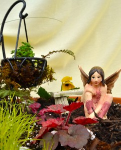 closeup in fairy garden in Buffalo NY area